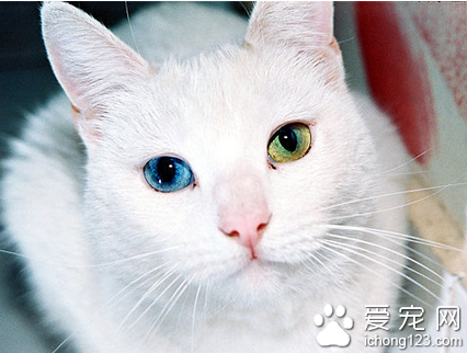 波斯猫有哪些特征 波斯猫可谓猫中贵族