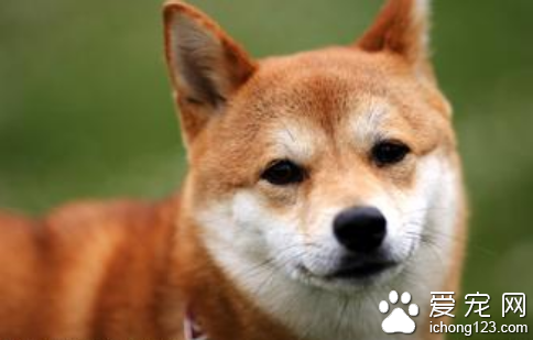 收养弃狗有什么需要注意的 给狗一个温暖的家