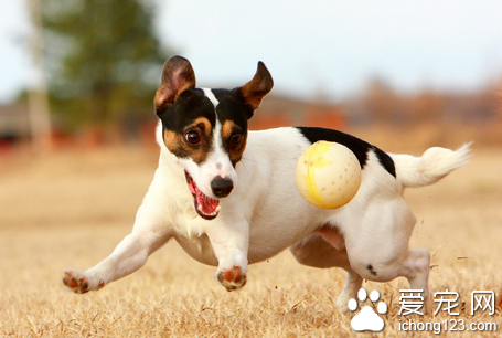 狗狗口令的训练方法 灵活运用指令和奖励