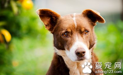 狗狗患有干眼症怎么办 需要带狗狗去医院及时检查