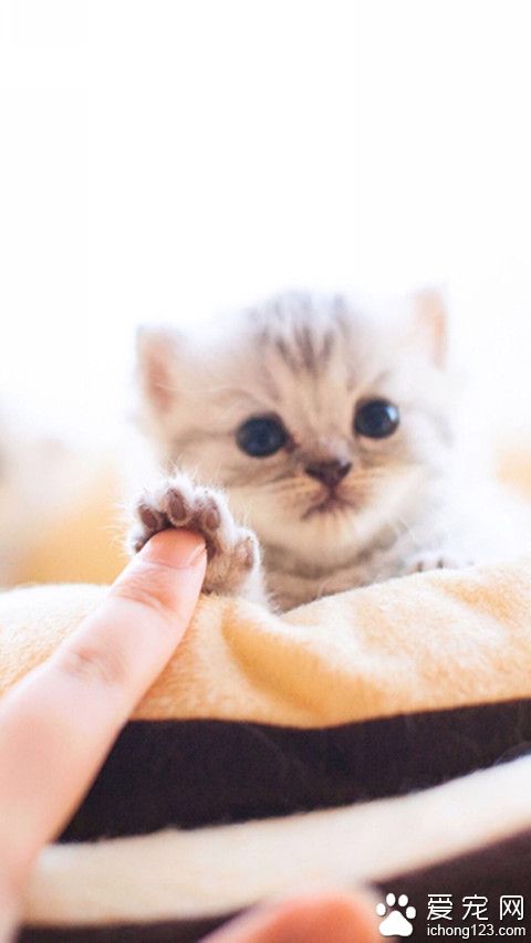 喵星人 我们握手吧！