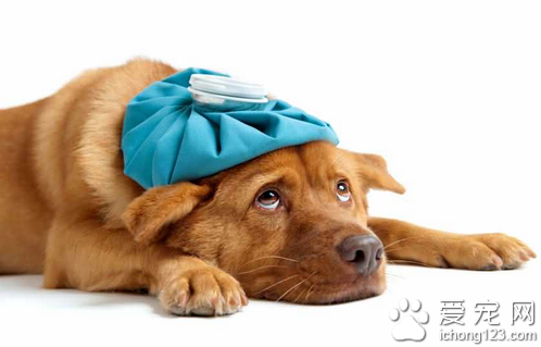 怎样养好新到家的狗狗 在玩耍中中进行训练