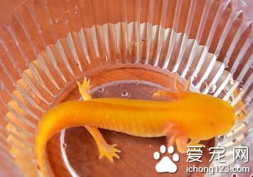 郑州金水河惊现黄金娃娃鱼 头大尾小四只脚 宠物店:这是六角恐龙