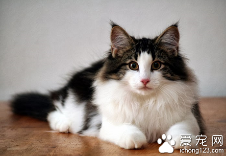 挪威森林猫有哪些特征 给人一种有力的印象