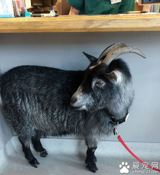 美国宠物山羊闯进星巴克　店员用香蕉引诱遭拒绝