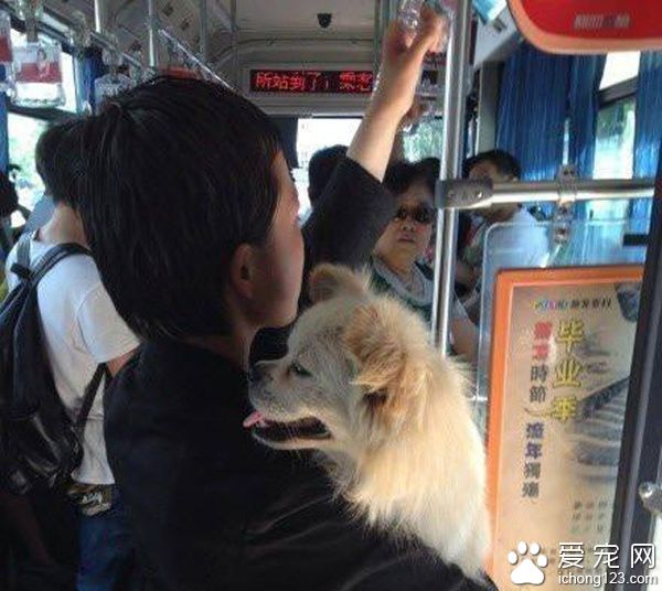 郑州女子带宠物乘公交车 竟还给宠物投币