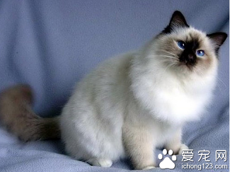 波曼猫有哪些特征 波曼猫又称巴曼猫