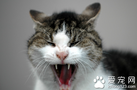 猫有户口吗 是指为猫建立的血统档案