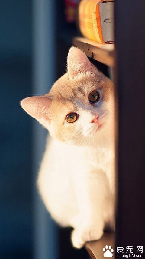 喵星人，偷看什么呢？