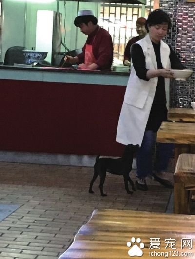 带宠物去公共场合一起进餐 影响卫生遭反感