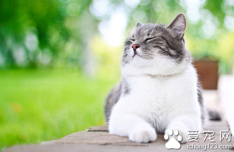 养猫的乐趣 猫是非常聪明灵巧的动物