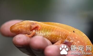 郑州金水河惊现黄金娃娃鱼 头大尾小四只脚 宠物店：这是六角恐龙