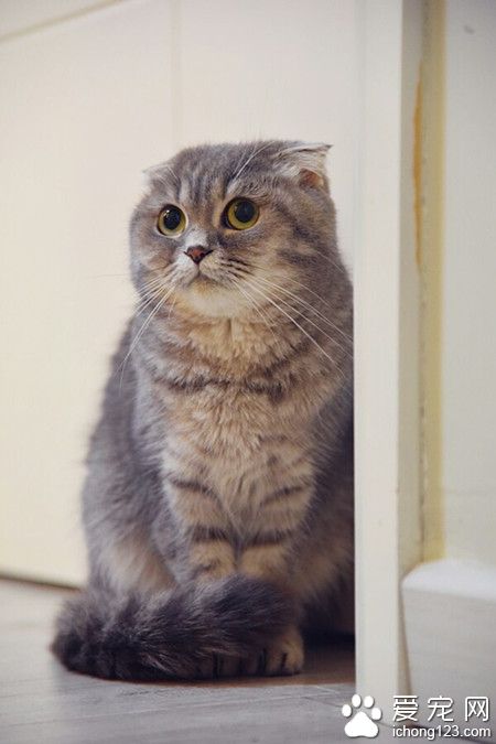 藏在个角落，用尾巴一围，假装自己是个蘑菇……