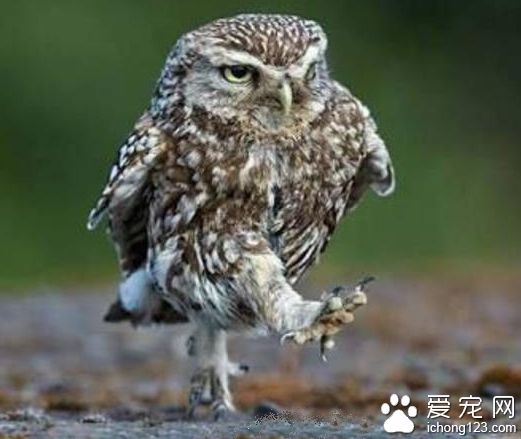 猫头鹰走路的样子简直蠢哭了ww...有木有！(๑¯ω¯๑)