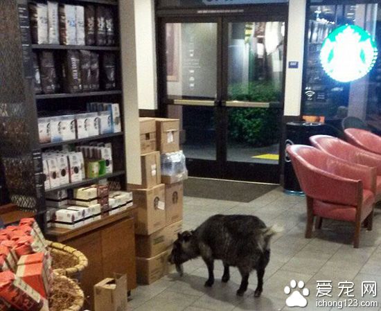 美国一宠物山羊闯进星巴克 拒绝店员用香蕉引诱