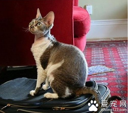 希姆利克猫有哪些特征 是无尾曼岛猫中的长毛种