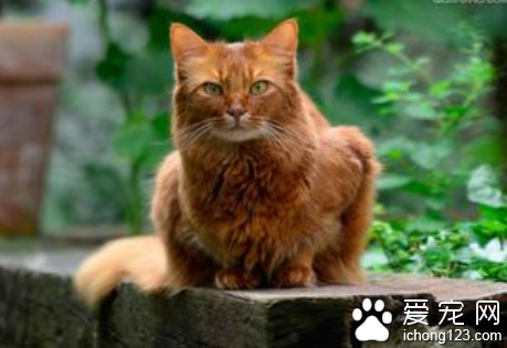 索马里猫有哪些特征 别名长毛阿比西尼亚猫
