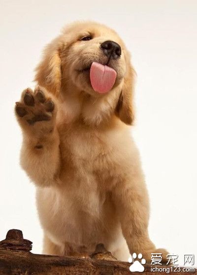 养一只金毛 养一只拉布拉多 给它们娶媳妇生一堆小宝宝~~~n(*≧▽≦*)n