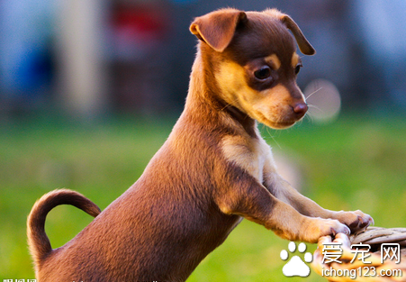 怎么训练狗狗呆在宠物箱 鼓励狗儿进宠物箱