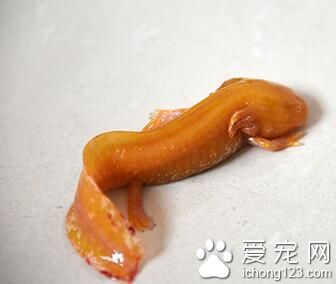 郑州金水河惊现黄金娃娃鱼 据说是黄金六角恐龙