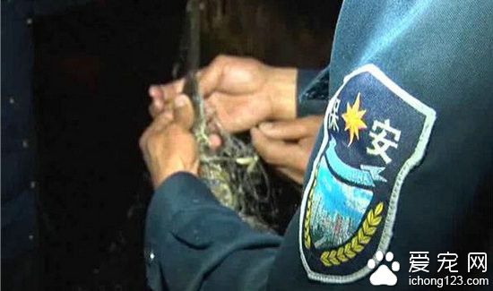 韩国游客带宠物鳄鱼游公园 不慎游入公园池塘