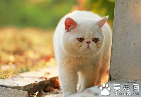猫俱乐部 世界上最早成立猫俱乐部的国家英国