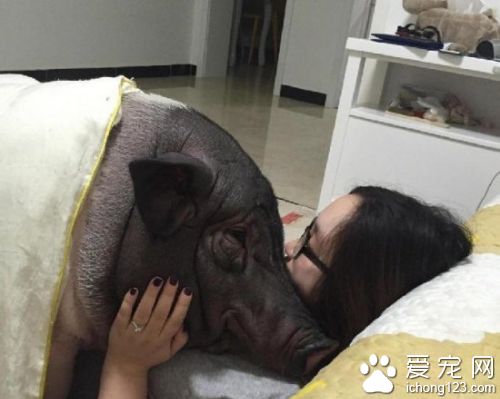 妙龄少女竟与猪同床共枕 还要带着它一起出嫁