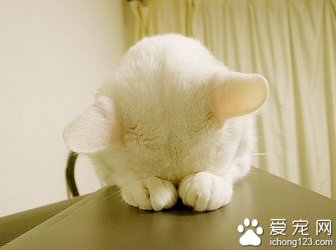 猫爪的作用 猫的前爪长得十分锋利