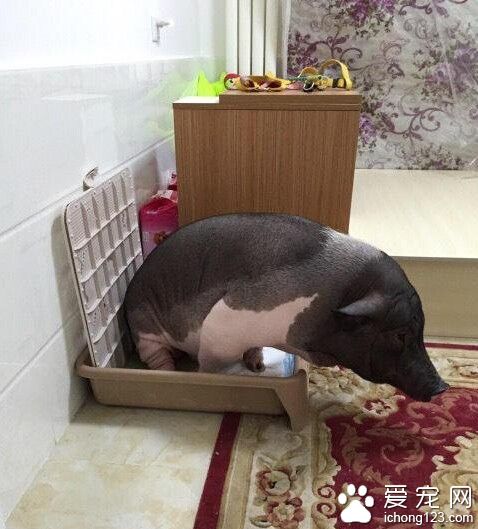 妙龄少女竟与猪同床共枕 还要带着它一起出嫁