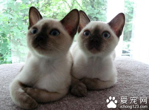 缅甸猫图片 缅甸猫有哪些显著的特征