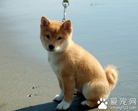 怎么训练狗狗蹲下 5步轻松训练狗蹲下