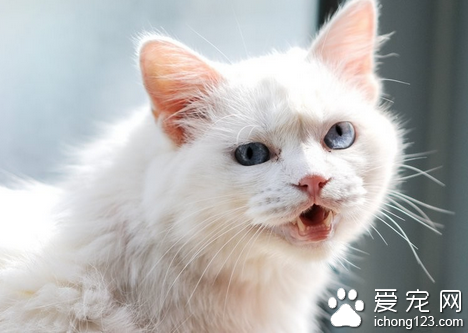 猫的听觉 猫咪的听觉十分灵敏