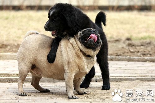 两只宠物狗打架 女主人救狗心切不慎被咬