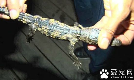 韩国游客带宠物鳄鱼游公园 不慎游入公园池塘