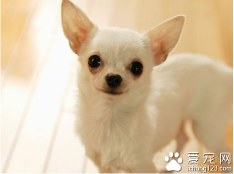 如何训练狗狗听名字 选简单易发音的名字