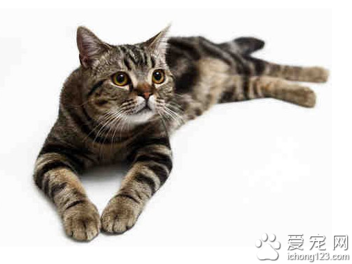 怎么看美国短毛猫 是美国最优秀的猫种之一