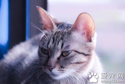 猫脱毛是怎么回事 猫脱毛是一种常见的现象