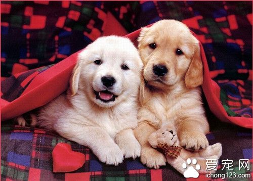 狗狗的营养性疾病有哪些 食物选择出了问题