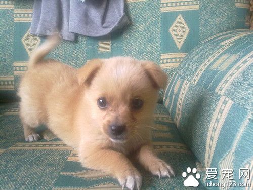 狗狗有脊髓病怎么办 给予高剂量类固醇药物