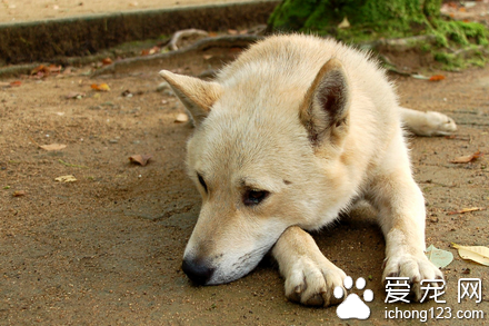 狗撕咬训练 阻止狗儿乱咬行为的方法