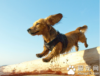 狗的牵引绳怎么用 让狗儿跟你步伐一致