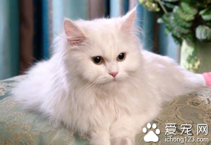 猫的嗅觉 猫的嗅觉完全可以同狗相媲美