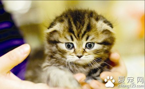 一年交易20万只 宠物猫一下变成招财猫