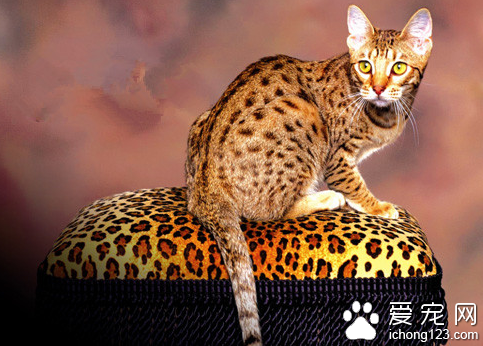 埃及猫介绍 埃及猫有哪些形态特征