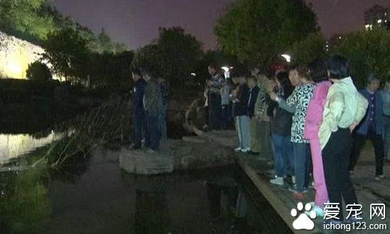韩国游客带宠物鳄鱼游公园 不慎游入公园池塘