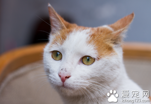 猫爱玩吗 猫是好奇心特别强的动物