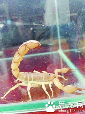 奇怪饲主 把危险毒物动物当成宠物来养