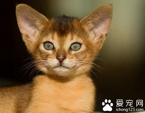 阿比西尼亚猫图片 怎样鉴赏阿比西尼亚猫