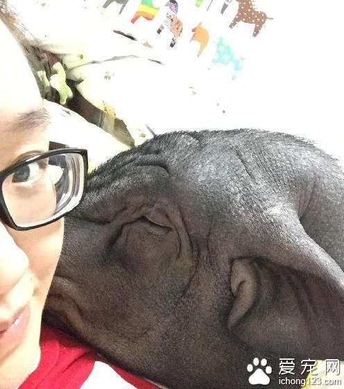 妙龄少女竟与猪同床共枕 还要带着它一起出嫁