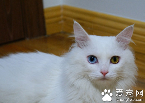 猫有味觉吗 猫能感知酸苦咸味还能品出水的味道